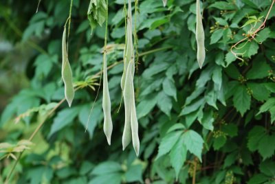 Wisteria floribunda - visterie květnantá -zrající plody